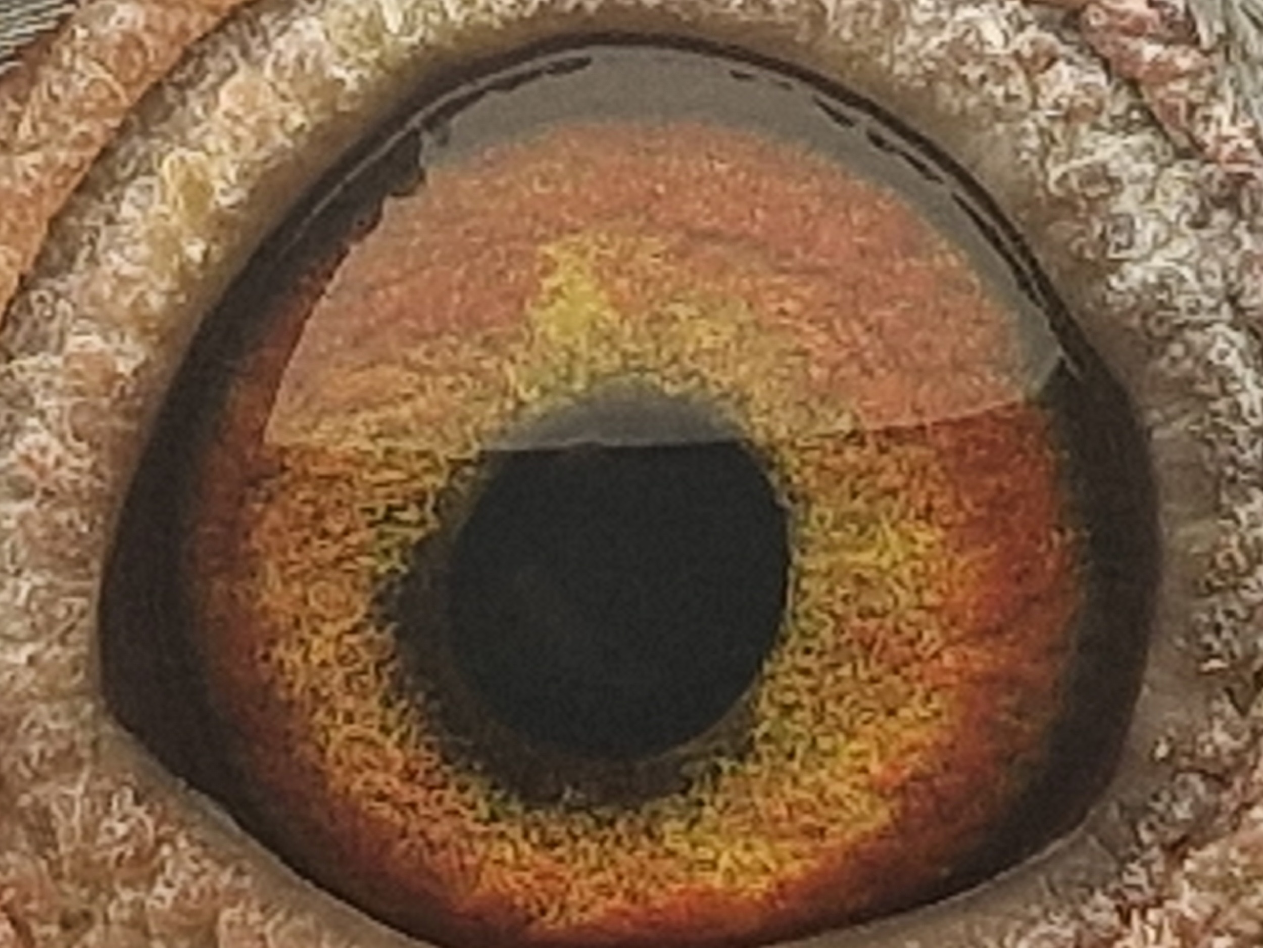 Pigeon eye